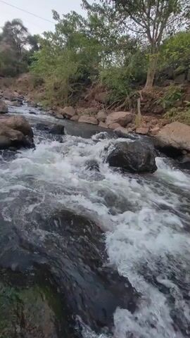 The video shows a rocky river.  The water is fast-moving and white with foam, rushing over and around dark-colored rocks. On either side of the river, there is vegetation including grass, trees, and shrubs. The sky above is light colored.