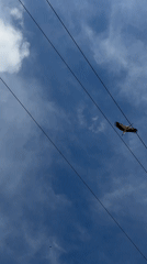 White stork spotted on rooftops, flying over Oreshak village