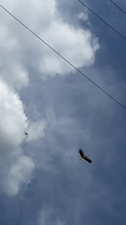 White stork spotted on rooftops, flying over Oreshak village