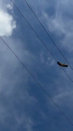 White stork spotted on rooftops, flying over Oreshak village