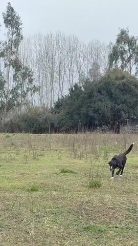 A black and white dog trots across a grassy field in Romeral, Chile. The dog is looking to its right and has its mouth open. The field is somewhat bare with scattered dry grass and small green plants. In the background, a dense line of trees with bare branches runs horizontally across the frame. Beyond these trees, taller trees with green foliage can be seen, and a simple wooden structure with a dark roof is visible to the right. The sky is overcast and pale, suggesting a cool, cloudy day. The overall scene appears rural and natural. There is no visible text in the media.