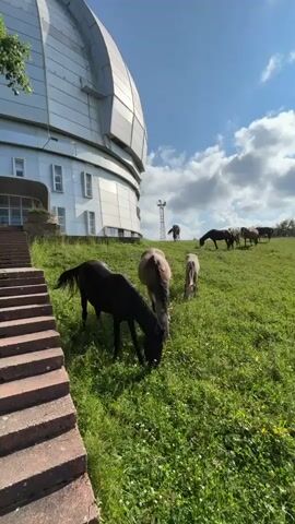A black horse and a light brown horse graze on a grassy hill in front of a large, domed building. Several other horses are visible further up the hill, also grazing. The building appears to be an observatory, with a curved, metallic exterior and windows. A set of concrete stairs is visible in the foreground on the left. The sky is blue with scattered white clouds. A metal tower is visible in the distance on the right.