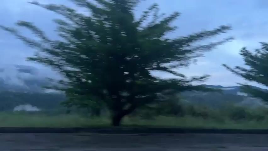 The video displays a horizontal tracking shot from a moving vehicle, looking out at a natural landscape. In the immediate foreground, a dark gray or black solid barrier runs across the bottom of the frame, topped by green grass and foliage. Several trees with dark green leaves and visible trunks pass rapidly from right to left, exhibiting significant motion blur. Beyond these, a rolling landscape of green hills and mountains is visible, partially obscured by white mist or fog clinging to the slopes and valleys. The sky above is overcast with light gray clouds. The overall lighting is soft and diffused.