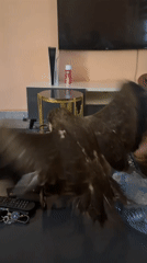 Person handles large birds of prey on table in Nigeria