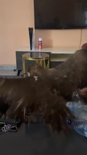 Person handles large birds of prey on table in Nigeria