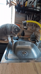 Tabby cat bats at running water in a Homyel kitchen sink