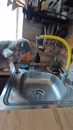 Tabby cat bats at running water in a Homyel kitchen sink