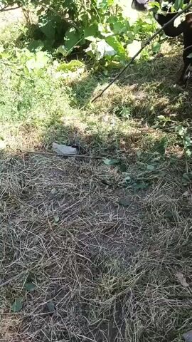 This is a video file shot outdoors in a rural setting, likely in Zaamin, Uzbekistan. The primary subject is a dark brown cow with horns, wearing a rope halter. The cow is the focus of the camera for much of the video, with close-ups of its face, showing its eyes, snout, and mouth. Its ears are visible, and one ear appears to be flicking. The cow is standing in a grassy area with dry hay and some green vegetation around it. In the background, there are lush green trees and foliage, suggesting a sunny day, possibly midday given the bright lighting and shadows. The cow seems to be tethered by a rope, as a part of a rope is visible around its neck and attached to a metal ring.

The activity appears to be a casual observation of the cow in its natural environment. There are no people visible in the frame. The scene is consistent with a farm or a rural backyard where livestock are kept. The ground is covered in a mix of dry, matted grass and some scattered green leaves. The sunlight creates dappled patterns on the ground and the cow. The overall mood is peaceful and natural, with the cow appearing calm and unperturbed by the camera. No text is visible within the video frames.