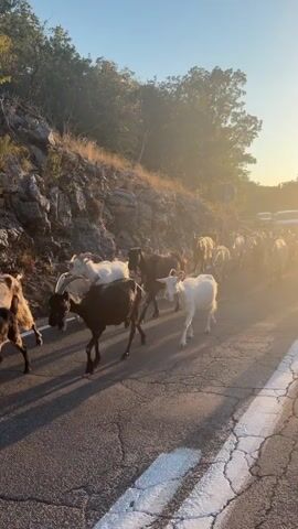 A herd of goats is walking on a paved road during sunset. The goats are of various colors, including white, black, and brown. Some of the goats are walking in the road, while others are on the side. There are cars in the background, stopped due to the goats. The sun is setting, casting a warm glow over the scene. The road is cracked and has white lines marking the lanes. There are trees and rocks on the side of the road.