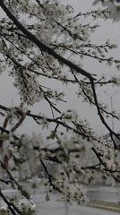 Spring blossoms captured during rainfall in Sofia