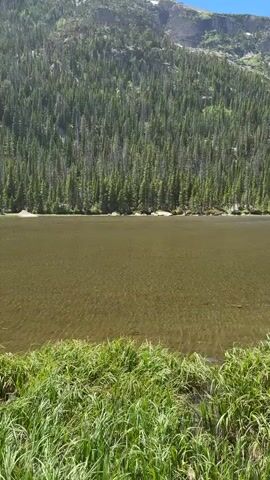 A natural scene is depicted with a clear body of water in the foreground, its surface rippling and reflecting sunlight. The water is shallow enough to reveal the sandy or rocky bottom. On the edge of the water, tall green grass grows, some of it slightly bent or illuminated by the sun. In the background, a dense forest of tall green pine trees covers a steep slope, suggesting a mountainous or heavily wooded area. The lighting indicates it is daytime.