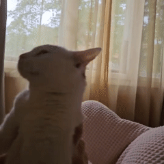 Person holds white cat indoors in Sofia morning scene
