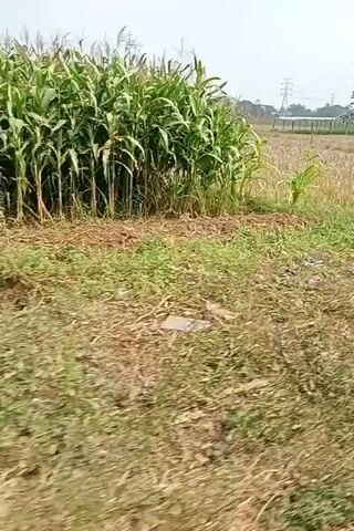 The video shows a moving perspective of a rural landscape. The foreground consists of green vegetation and dry, yellowed grass. In the mid-ground, there are fields of dried crops, possibly harvested rice or wheat, with some areas of green growth. In the background, there are trees, a few small buildings, and a tall transmission tower. The sky is overcast. The camera appears to be in motion, possibly from a vehicle, as indicated by the slight blur and the shifting viewpoint. The overall impression is of a rural agricultural area under a muted sky.