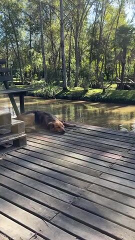 The video shows a medium-sized dog lying on a wooden dock, with its head resting near the edge of the water. The dog has a tan and dark brown coat. The dock is made of wooden planks and has a wooden table and crates at one end. The water is murky brown and reflects the sunlight. Behind the dock, there is a grassy bank with trees and vegetation. The sky is bright and sunny. There are sounds of people talking in the background.