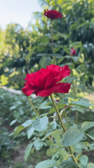 Summer garden stroll: roses, orchard fruit, and fresh melon