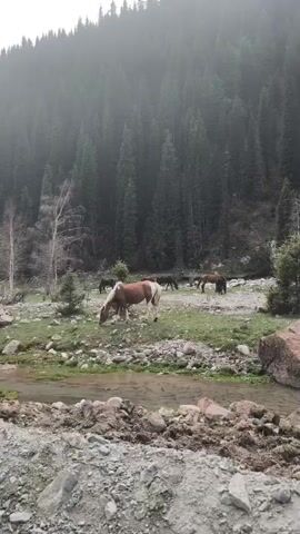 The video presents a serene natural landscape, likely in the Grigor'yevka region of Kyrgyzstan. In the foreground, a shallow river or stream flows over a rocky bed, with disturbed earth and stones lining its immediate bank. Beyond the water, a grassy clearing is visible, dotted with rocks and sparse vegetation, including small trees and bushes.

Several horses are the primary subjects in this area, calmly grazing on the green grass. One prominent horse in the mid-ground is distinctly marked with brown and white patches. Further back, a small herd of darker horses, appearing mostly brown or black, also grazes.

The background is dominated by a dense, towering forest composed of numerous evergreen trees, likely pines or firs, which extend up a steep hillside or mountain. The upper portion of the mountain and the tree line are partially obscured by a soft mist or fog, suggesting overcast weather and possibly an early morning or late afternoon setting. No people or visible text are present in the video. The overall atmosphere is tranquil and wild, showcasing untamed nature and grazing animals.