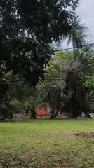 Water buffalo grazing, distant fire observed in rural Thailand