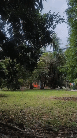Water buffalo grazing, distant fire observed in rural Thailand