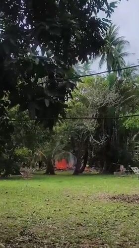 Water buffalo grazing, distant fire observed in rural Thailand