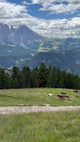 A wide shot captures a pastoral mountain landscape on a cloudy day. In the foreground, a grassy slope with a dirt path runs diagonally from the bottom left to the center. Behind it, a line of dark green pine trees forms a backdrop. Further back, several cows are scattered across a green pasture; one white cow lies down, and several brown cows are clustered together, some lying down, some standing. Beyond the pasture, rolling green hills recede into the distance, culminating in a dramatic mountain range with jagged, rocky peaks under a blue sky with scattered white clouds. The overall scene depicts a serene alpine environment.