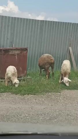 The video shows three sheep grazing on grass near a metal fence. In the background, there is a rusty metal container and a wooden post. The sheep are of varying colors, with two appearing lighter and one darker. The weather appears to be sunny with a few clouds in the sky. The video is shot from a low angle, possibly from inside a vehicle, as indicated by the blurred foreground.