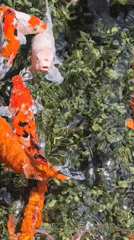 Koi fish observed swimming in pond in Kuta Selatan