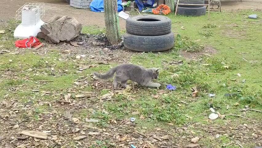 The video shows a gray cat in an outdoor environment. The cat is stretching its front paws into some grass. The ground is a mix of dirt and sparse green grass, with scattered debris including wood chips and what appear to be discarded items. In the background, there are two stacked tires and some larger pieces of wood. The cat then moves and appears to be interacting with something on the ground. It crouches down and bats at something with its paws. The cat then moves again, turning to its side and appears to be lying down or resting, possibly with its prey. The environment appears somewhat unkempt.