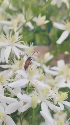 A close-up video shows a small brown beetle with long antennae perched on a cluster of white flowers. The beetle is positioned centrally in the frame, and its body is a rich brown color, contrasting with the delicate white petals of the flowers. The flowers have numerous thin, wispy petals radiating from a central yellow stamen. The background is a soft blur of green foliage and more white flowers, indicating a garden or natural setting. The video is short, focusing entirely on the beetle and its immediate floral environment, with subtle movements as the camera shifts slightly.
