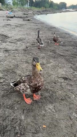 A short video taken at eye level shows a group of ducks standing on a sandy beach next to a body of water. The ducks are mostly brown and black with some white markings and bright orange feet. The closest duck is in focus, looking towards the camera. In the background, more ducks are visible, as well as the shoreline with some vegetation and buildings. The water appears calm and the sky is a pale blue, suggesting it might be late afternoon or early evening. There are no people visible in the video.