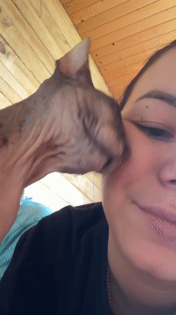 Sphynx cat and summer garden life in rural Nikolaevka