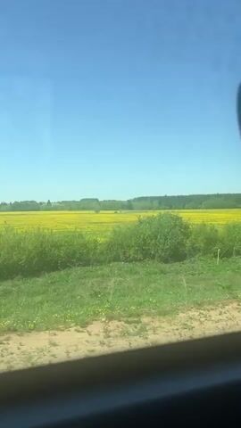 The camera is positioned inside a moving vehicle, likely a car or train, with a view through the window onto a bright, sunny day with a clear blue sky. The foreground consists of a strip of grassy land alongside the road or track. Beyond this is a vast field of vibrant yellow flowers in full bloom, stretching to the horizon. A line of trees and shrubs marks the distant edge of the field, blending into a wooded area. There are no people visible in the frame, and the focus is on the landscape passing by.