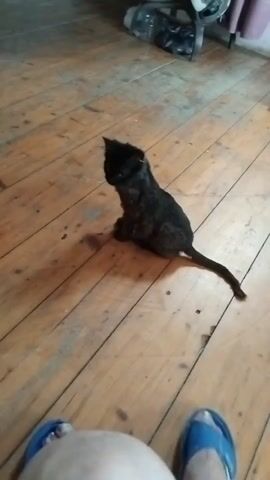 A black kitten sits on a wooden floor. The kitten turns its head and then walks out of view. A person's feet wearing blue slides are visible in the foreground. The room is lit by natural light and there is furniture in the background.