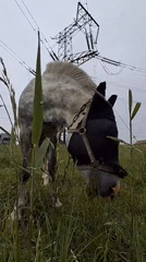 Horse in fly mask grazing beneath power lines in rural Russia
