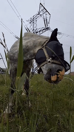 Horse in fly mask grazing beneath power lines in rural Russia