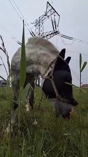Horse in fly mask grazing beneath power lines in rural Russia