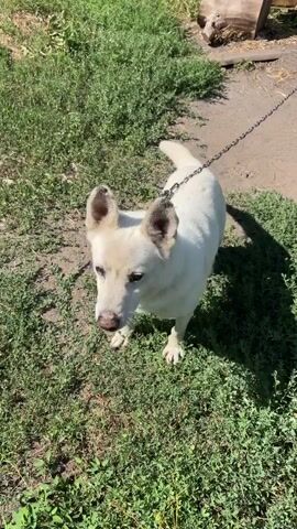A white dog with pointed ears and a pink nose stands on a patch of grass next to a dirt path. The dog is tethered by a metal chain. In the background, a wooden structure and more grass are visible. The sun casts shadows on the ground. The dog looks up and to the left.