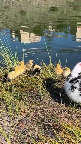 The video shows a mother duck and her ducklings at the edge of a pond. The mother duck has black and white plumage and a red wattle on her face. There are at least nine ducklings, mostly yellow, huddled together in the grass near the water's edge. One duckling is black and brown. One duckling has entered the water, swimming in the pond. The pond reflects buildings on its surface. The ground around the pond is covered in dry grass and reeds. The scene appears to be outdoors during the daytime.