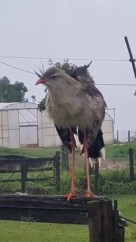 A medium shot captures a striking bird, likely a seriema, standing tall on a weathered wooden fence post. The bird, with its long, orange legs and prominent crest of feathers, faces left, its gaze directed slightly downwards. Its plumage is a mix of earthy grays and browns, with darker feathers on its wings and a white tail. The bird's beak is a vibrant coral red.

The setting appears to be a rural or agricultural area, possibly a farm. In the background, a greenhouse structure with white siding and clear panels is visible, suggesting cultivation. A wooden fence runs horizontally across the mid-ground, with more fence posts dotting the landscape. Lush green grass covers the ground, and trees and foliage are scattered throughout. The sky is overcast, indicating a cloudy or possibly rainy day. The overall atmosphere is calm and naturalistic.

The bird is the sole subject, and no people or text are visible in the frame. The activity is simply the bird standing and observing its surroundings. The image has a naturalistic feel, with the bird seemingly undisturbed by the camera. The time of day is indeterminate due to the overcast sky, but the ambient light suggests it could be morning or afternoon. The location context provided is Laranjal Paulista, Brazil, which aligns with the visual cues of a rural, possibly tropical or subtropical environment.