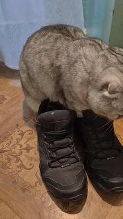 Scottish Fold cat plays outdoors among garden flowers