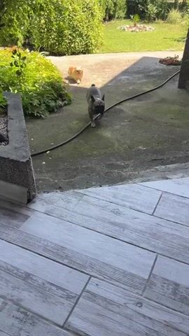 The video opens with a French bulldog walking towards the camera on a paved patio. In the background, a small, fluffy dog is visible in a grassy area. The French bulldog stops and looks directly at the camera. A person's hand then enters the frame and begins to pet the French bulldog's head. The French bulldog remains still as it is petted. The video ends with the hand continuing to pet the dog. The environment appears to be an outdoor patio area with plants and steps visible.
