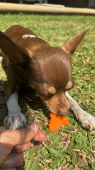 Chihuahua fed by hand in Cuernavaca park setting