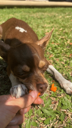 Chihuahua fed by hand in Cuernavaca park setting