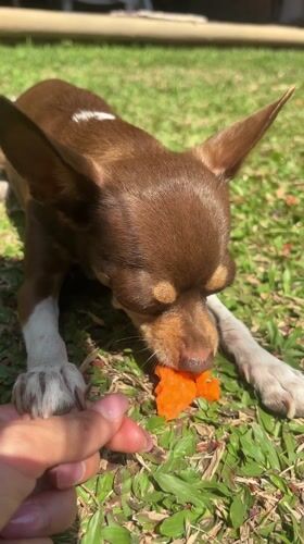 Chihuahua fed by hand in Cuernavaca park setting