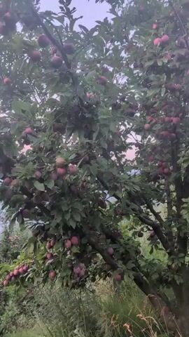 The video shows a plum tree laden with ripe fruit. The tree is full of dark purple plums and is surrounded by lush green grass and foliage. The sky is overcast and the lighting suggests it is either early morning or late evening.