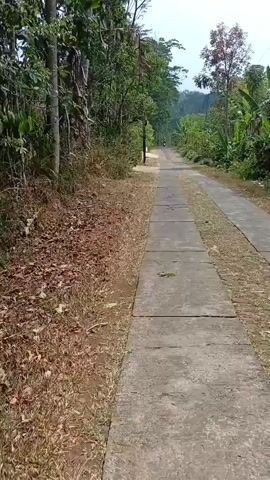 The video shows a concrete path surrounded by greenery and trees. The path is cracked and worn, with dry leaves and dirt on the sides. A person on a motorcycle is visible in the distance, riding away from the camera. The sky is overcast, and the lighting suggests it is daytime. The scene appears to be in a rural or semi-rural area.