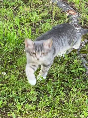A tabby cat walks through grass in an outdoor environment. The cat has gray and black stripes and white paws and chest. The cat's tail is visible and is also striped. The cat is looking to its right in the first frame and then turns its head to look directly at the camera. The video continues with the cat looking slightly off-camera to its right. The grass is green and appears to be somewhat damp. There are some small white flowers in the grass. There is a tree trunk or branch visible in the background on the right side of the frame.