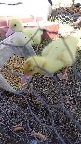 A two-second video shows a yellow duckling eating from a plastic container of feed. In the background, another duckling is visible. The ground is covered with dirt, grass, and small branches. A wire fence runs across the foreground of the video.