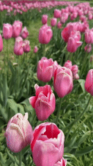 Colorful tulip field blooms in Austrian countryside
