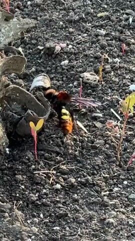 A close-up video shows a large hornet with black and yellow stripes on its abdomen lying on dark, dry soil. The hornet's wings are spread and appear to be damaged. There are small, reddish-pink plant sprouts emerging from the soil, as well as dry grass and debris. In the lower left of the frame, a piece of dark, curved material, possibly broken ceramic or rock, is visible. The hornet is motionless, suggesting it is dead or severely injured. The lighting suggests it is daytime.