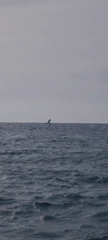 Windsurfer and boat spotted on choppy seas under grey skies